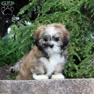 Honey Nut, Lhasa Apso Mix Puppy
